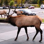 article image - 0802 Elk